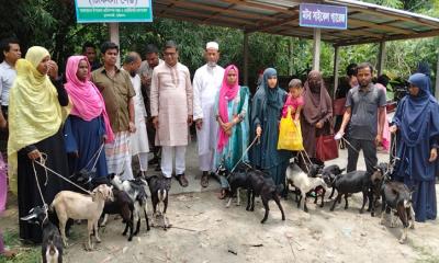 ভূরুঙ্গামারীতে উপজেলা প্রাণিসম্পদ দপ্তর ও পশু হাসপাতালের উদ‍্যোগে ছাগল বিতরণ