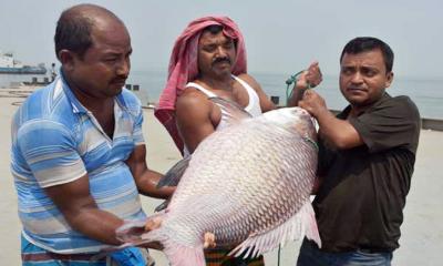 পদ্মা-যমুনার মোহনায় ধরা পড়ল ২৫ কেজির কাতল