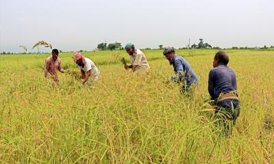 আবহাওয়া অনুকূল থাকায় বোরোর বাম্পার ফলন