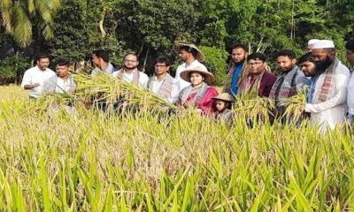 দেশে উদ্ভাবন হলো ‘ডায়াবেটিক চাল’