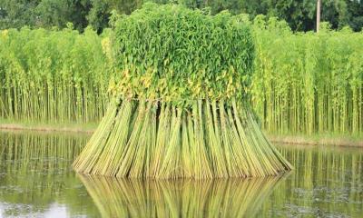 পাট উৎপাদনে শিগগিরই প্রথম হবে বাংলাদেশ