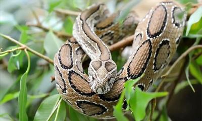 রাসেলস ভাইপার: আতঙ্ক নয়, প্রয়োজন সচেতনতা
