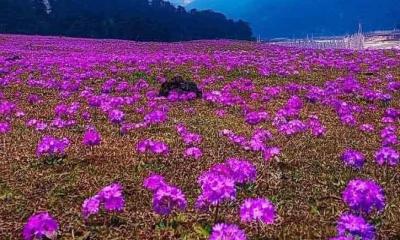 বরফ গললেই উপত্যকা ভরে ফুলে