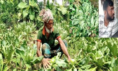 ঝিকরগাছায় স্যামফোলের বিজ দিয়ে কৃষকের সাথে টাকার কনটাক : কৃষকের মাথায় হাত