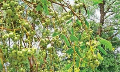 সুন্দরবনের লোভনীয় বুনো ফল কেওড়া