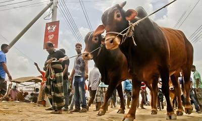 ঈদে এক লাখ গরু আমদানির সুপারিশ