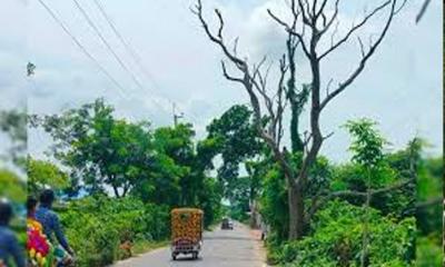 সিটি করপোরেশন-পৌরসভা এলাকায় গাছ লাগানোর নির্দেশনা