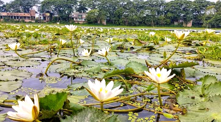 চাঁচুড়ী বিলে শাপলার রাজত্ব