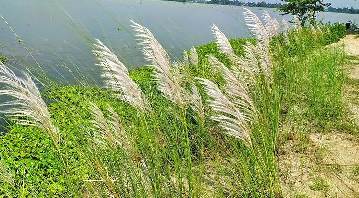 বিলুপ্তির পথে কাশবন