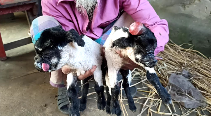 ছাগলের দু্ই বিরল বাচ্চার জন্ম, এলাকায় চাঞ্চল্য