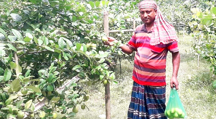 লেবু চাষে সফল বুলবুল