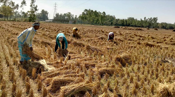 বোদায় আমনের বাম্পার ফলনে কৃষকের মুখে হাসি