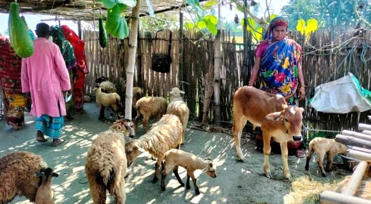 চরে বেড়াচ্ছে ভেড়ার পাল