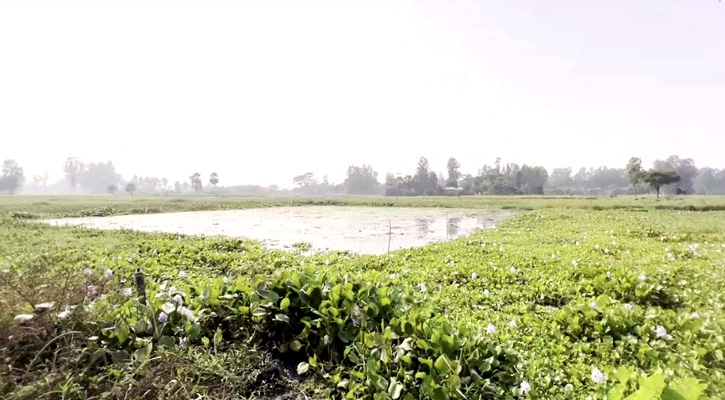 সিরাজগঞ্জের ৫ হাজার হেক্টর জমিতে জলাবদ্ধতা, হতাশ কৃষক