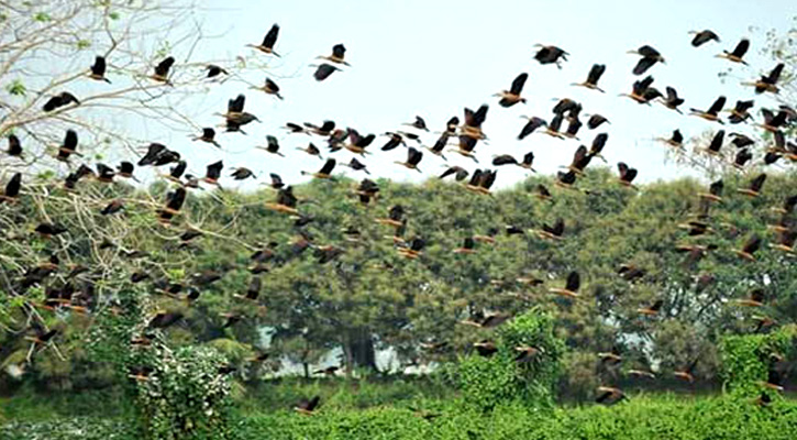 অতিথি পাখির কলকাকলিতে মুখর অরুনিমা