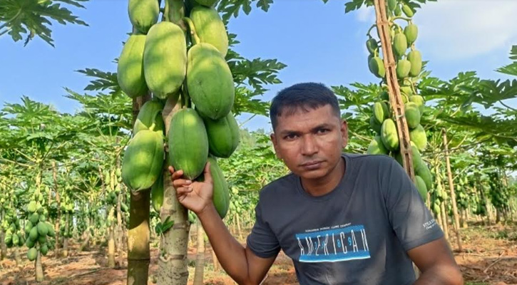 পেঁপে চাষ করে স্বাবলম্বী বুলু ও নাজিমুদ্দিন