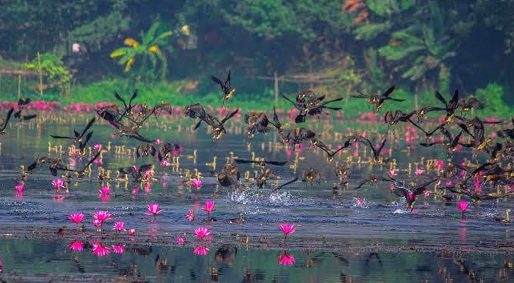 জাবিতে উদ্বেগজনক হারে কমছে অতিথি পাখি