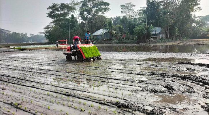 টুঙ্গিপাড়ায় ১৫০ বিঘা জমিতে সমলয়ে ধান চাষ শুরু