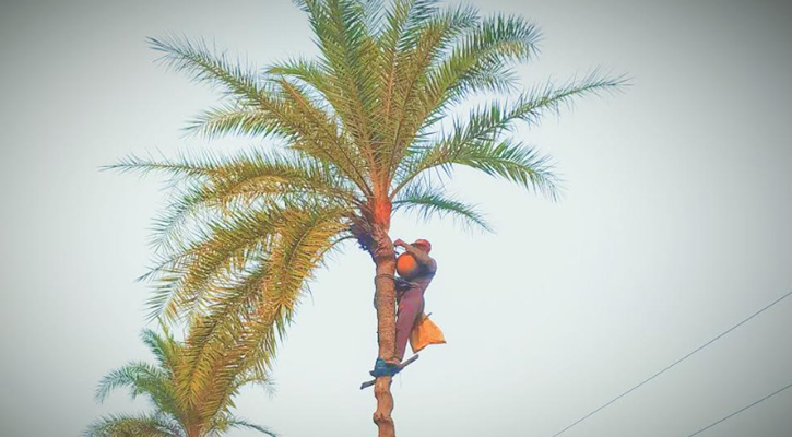 মাধবপুরে খেজুরের রস সংগ্রহে ব্যস্ত সময় পার করছে গাছিরা