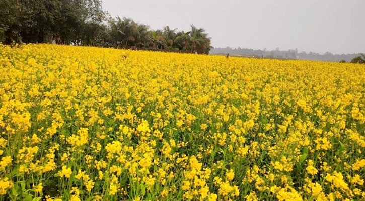 বিরামপুরে সরিষার বাম্পার ফলন, কৃষকের মুখে হাসি