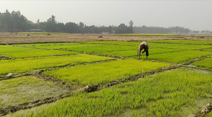 বিরামপুরে বোরো ধানের বীজতলা পরিচর্যায় ব্যস্ত কৃষক