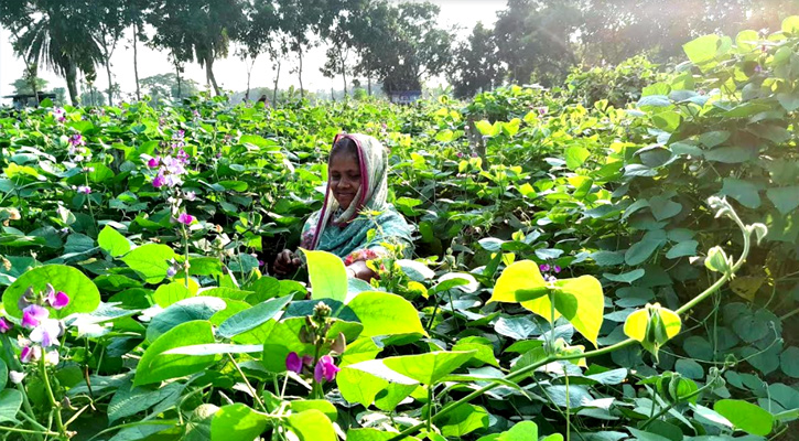 পলাশে শিম চাষে সাফল্যে হাসি ফিরেছে কৃষকদের মুখে