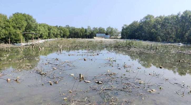 নদীর প্যারাবন কেটে দুই একর জায়গা দখল, ঘটনাস্থল পরিদর্শনে প্রশাসন