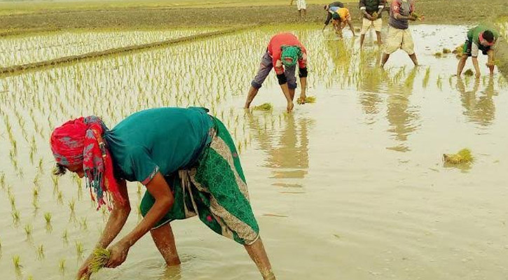 ভূরুঙ্গামারীতে জমিতে ইরি রোপনে বাড়তি টাকা গুনছে কৃষক