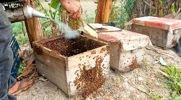 নড়াইলে মধু সংগ্রহে ব্যস্ত মৌচাষিরা