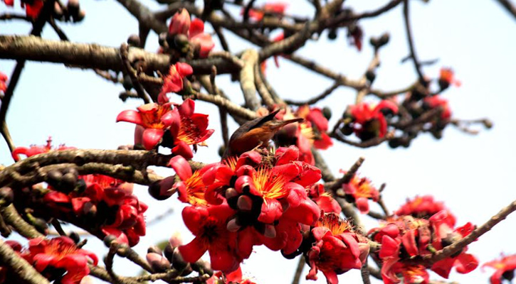 প্রকৃতিকে রাঙিয়ে তোলা বসন্তের রুপকন্যা শিমুল বিলুপ্তপ্রায়