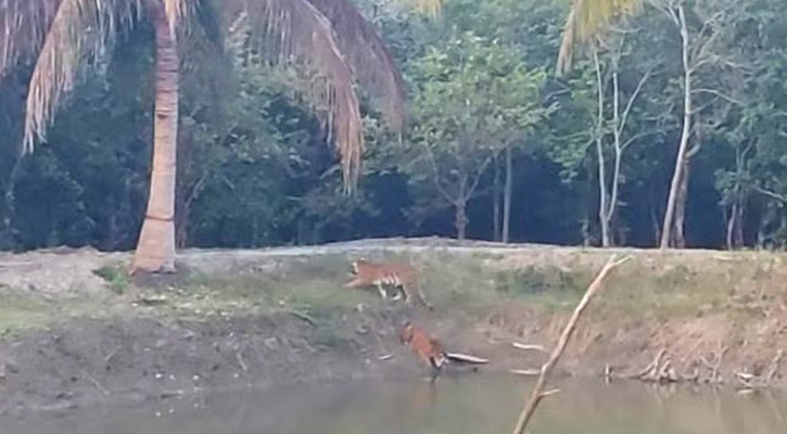 ৩ রয়েল বেঙ্গল টাইগারের দখলে সুন্দরবন কার্যালয়!