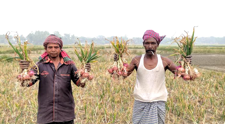 মানিকগঞ্জে পেঁয়াজের ফলনে ও দামে খুশি কৃষক