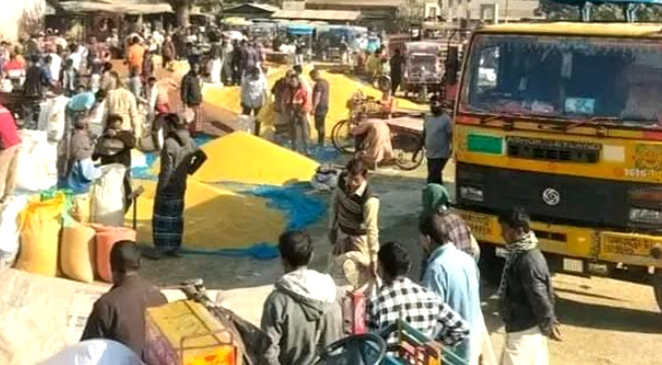 সরিষার ফলন ও দামে খুশি নিয়ামতপুরের কৃষকরা