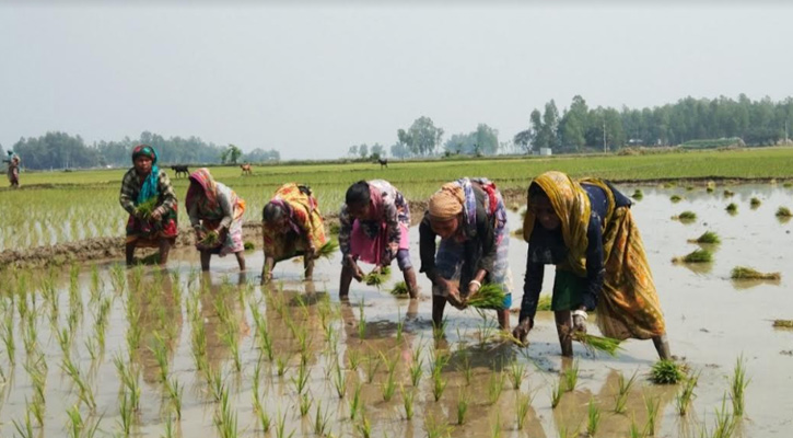 উল্লাপাড়ায় ক্ষুদ্র নৃ গোষ্ঠীর নারীরা এখন মজুরী খাটছেন চুক্তিতে