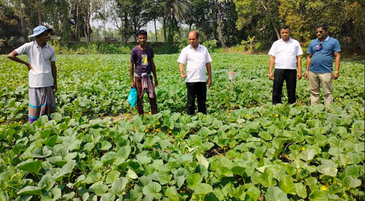 কোটালীপাড়ায় আগাম বাঙ্গি ক্ষেত পরিদর্শন