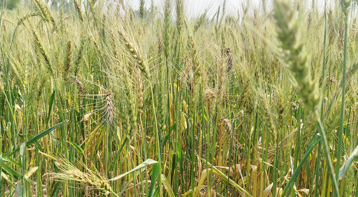 গম চাষে আগ্রহ বেড়েছে