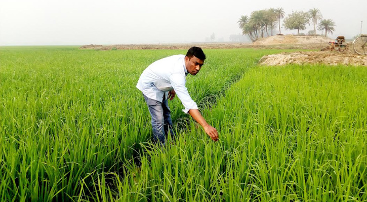 সবুজ নীলিমায় একাকার বিস্তীর্ণ ফসলের মাঠ