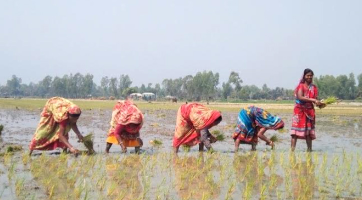 উল্লাপাড়ায় সমান মজুরীতে কাজ করেন ক্ষুদ্র নৃ গোষ্ঠীর নারী শ্রমিকেরা