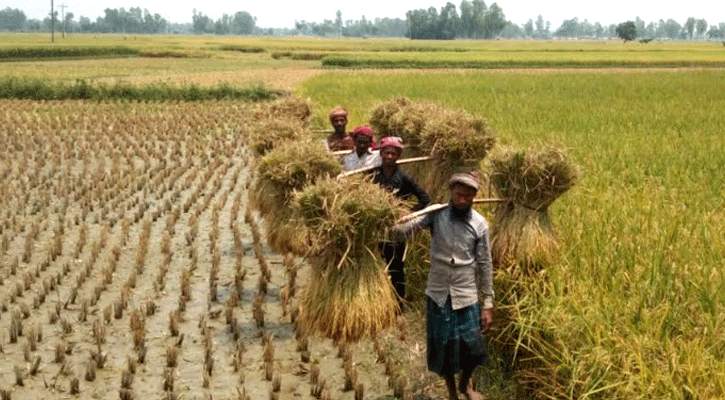 উল্লাপাড়ায় বছরের প্রধান আবাদের বোরো ধান কাটা শুরু