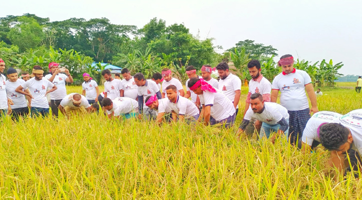 ঋণের জন্য ঘুরছিলেন কৃষক, পাকা ধান কেটে দিল স্বেচ্ছাসেবকলীগ