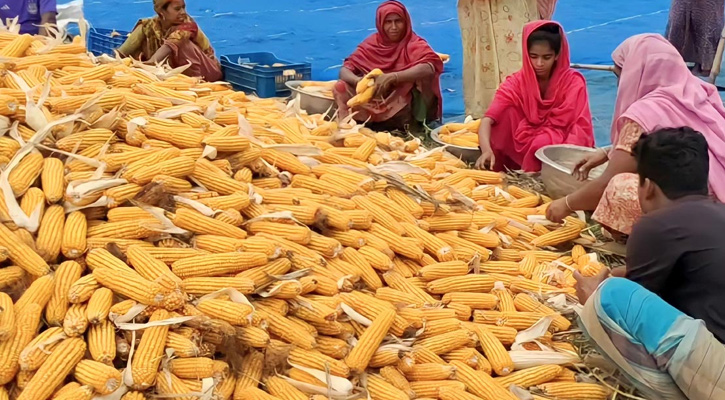 ভূঞাপুরে ভুট্টার বাম্পার ফলন, দাম না পাওয়ায় হতাশায় কৃষক