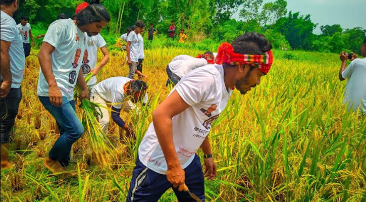 বোদায় অসহায় কৃষকের ধান কেটে দিলো ছাত্রলীগ