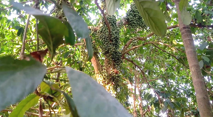 স্কুল শিক্ষক মনিবুল হক বসুনিয়ার শখের লটকন বাগান