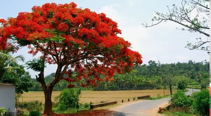 ফরিদপুরে গাছে গাছে শোভা পাচ্ছে কৃষ্ণচূড়া ফুল