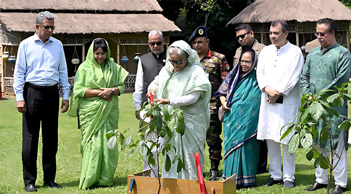 যেভাবে পারেন অন্তত তিনটি করে গাছ লাগান: প্রধানমন্ত্রী