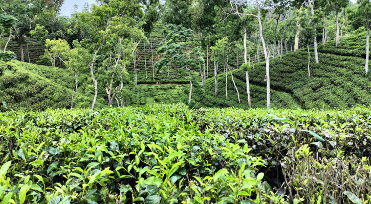 শ্রীমঙ্গলে দীর্ঘ খরার পর বৃষ্টি
