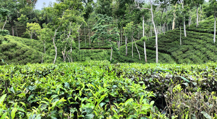 শ্রীমঙ্গলে দীর্ঘ খরার পর বৃষ্টি