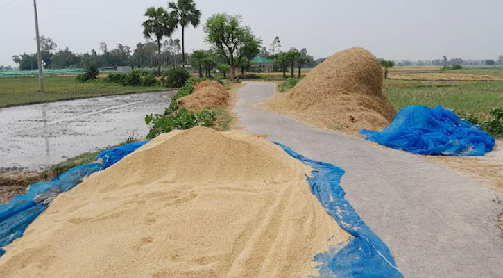 রাস্তায় শুকানো হচ্ছে ধানের খড়, প্রায়ই ঘটেছে দুর্ঘটনা