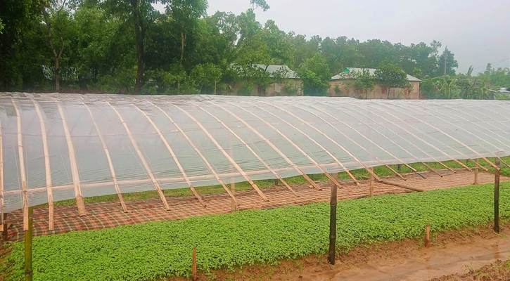 টমেটোর চারার সাথে শত্রুতা, দিশেহারা কৃষকপরিবার