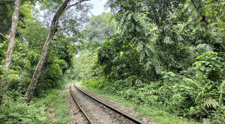 লাউয়াছড়া জাতীয় উদ্যানের ৪৩টি গাছ ঝুঁকিপূর্ণ হিসেবে চিহ্নিত